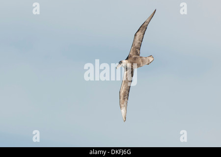 Südlichen Giant Petrel (Macronectes Giganteus), Gold Harbour, Südgeorgien und die Südlichen Sandwichinseln, Vereinigtes Königreich Stockfoto