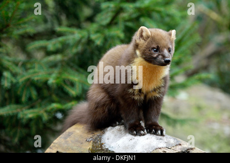 Baummarder (Martes Martes), Zoo, Arth Goldau, Schweiz Stockfoto