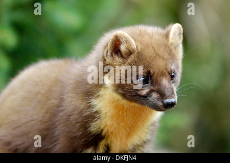 Baummarder (Martes Martes), Zoo, Arth Goldau, Schweiz Stockfoto