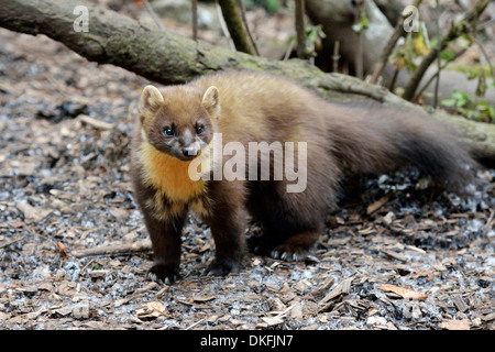 Baummarder (Martes Martes), Zoo, Arth Goldau, Schweiz Stockfoto