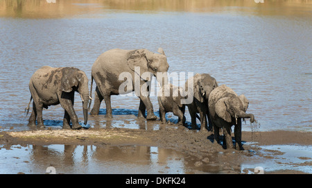 Afrikanische Elefanten (Loxodonta Africana) Herde trinken und Schlamm-Baden im Fluss Shingwedzi, Krüger Nationalpark, Südafrika Stockfoto