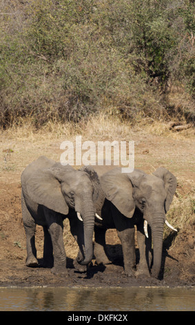 Afrikanische Elefanten (Loxodonta Africana), zwei Stiere stehen am Ufer des Flusses Shingwedzi, Krüger-Nationalpark Stockfoto