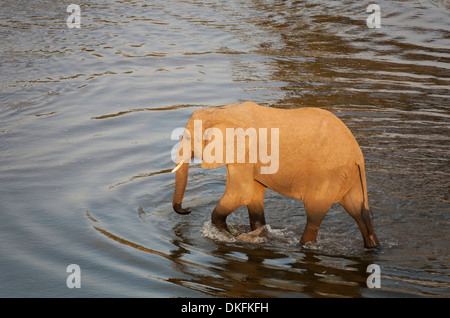 Afrikanischer Elefant (Loxodonta Africana) waten durch das Wasser, Krüger Nationalpark, Südafrika Stockfoto