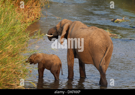 Afrikanische Elefanten (Loxodonta Africana), eine Kuh und ein Kalb stehend in der Olifants River, Krüger Nationalpark, Südafrika Stockfoto