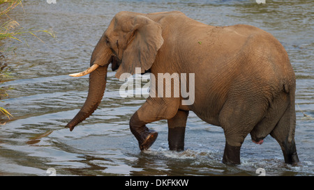 Afrikanischer Elefant (Loxodonta Africana) waten durch das Wasser, Krüger Nationalpark, Südafrika Stockfoto