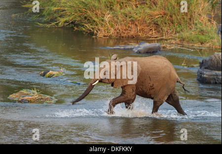 Afrikanischer Elefant (Loxodonta Africana) waten durch den Olifants River, Krüger Nationalpark, Südafrika Stockfoto