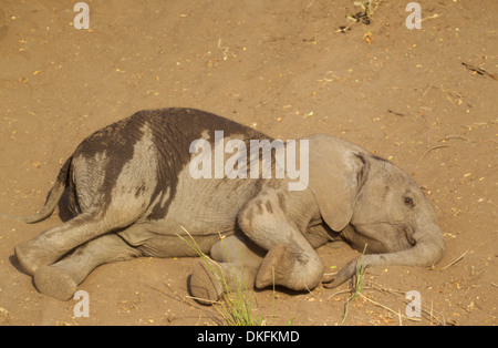 Afrikanischer Elefant (Loxodonta Africana) Kalb, Baden Staub, Krüger Nationalpark, Südafrika Stockfoto