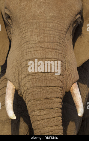 Afrikanischer Elefant (Loxodonta Africana), close-up Portrait eines Stiers, Krüger Nationalpark, Südafrika Stockfoto