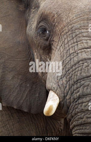 Afrikanischer Elefant (Loxodonta Africana), close-up eines Stiers, Krüger Nationalpark, Südafrika Stockfoto