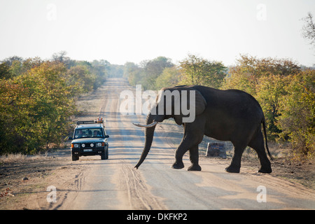 Afrikanischer Elefant (Loxodonta Africana), Stier die H1-7 Straße überqueren, beobachtet durch die Besucher des Parks in einem Jeep, Krüger-Nationalpark Stockfoto