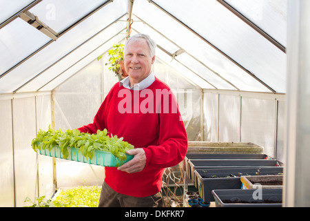 Ältere Mann, hält Pflanzen im Gewächshaus Stockfoto