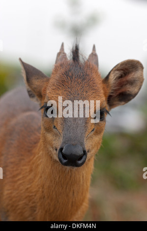 Roter Wald Ducker kleine Hirsche wie Antilope Afrika Guinea Stockfoto