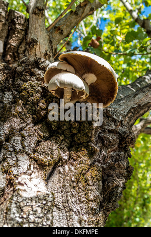 Funghi wachsen auf einem Baumstamm Stockfoto