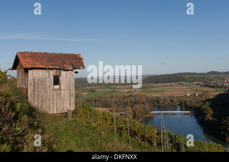 Weinberg, Rhein Fluß, Kanton Zürich, Schweiz Stockfoto