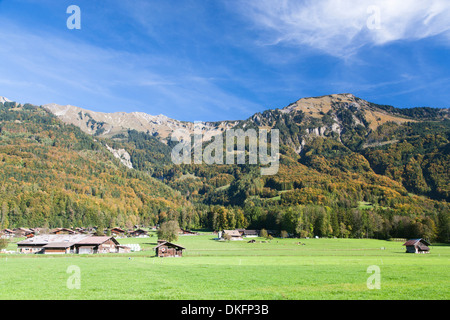 herbstliche Landschaft im Berner Oberland, Kanton Bern, Schweiz Stockfoto