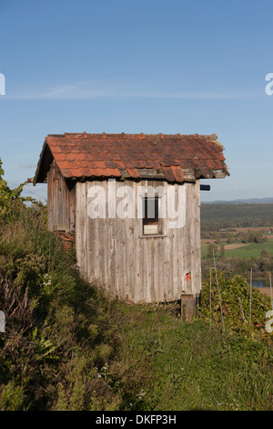 Weinberg, Rhein Fluß, Kanton Zürich, Schweiz Stockfoto