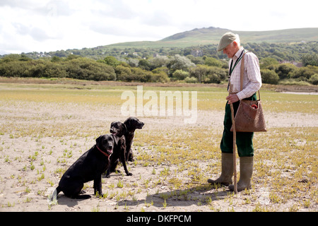 Ältere Mann mit drei schwarzen labradors Stockfoto