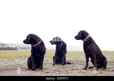 Porträt von drei schwarzen Labradors in dieselbe Richtung schauen Stockfoto