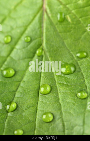 Nahaufnahme des Wassers sinkt auf einem grünen Blatt Stockfoto