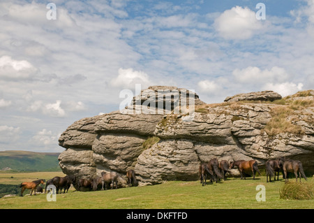 Dartmoor Ponys auf Sattel-Tor. Stockfoto