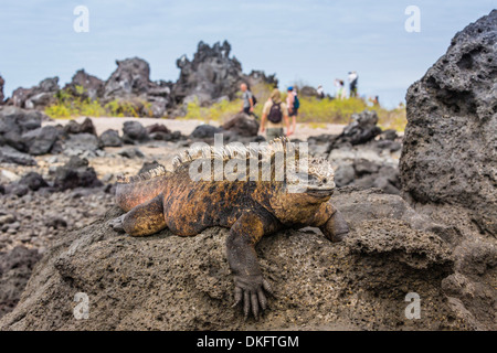 Galapagos marine Iguana (Amblyrhynchus Cristatus) sonnen sich in UNESCO-Website, Ecuador, Galapagos-Inseln, Insel Isabela, Urbina Bay Stockfoto