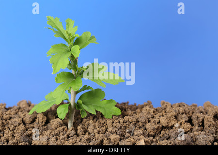 Ein kleiner Baum wächst in den Schmutz in einem Garten Stockfoto