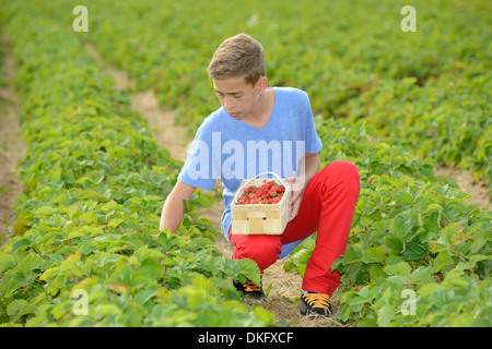 Teenager im Feld Erdbeeren pflücken Stockfoto