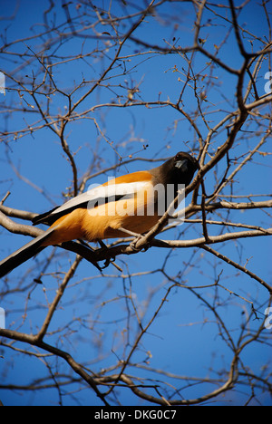 Rufous Treepie (Dendrocitta Vagabunda) sitzt auf einem Ast in Ranthambhore National Park, Indien. Stockfoto