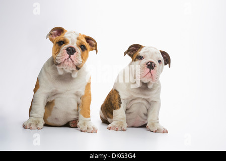 Zwei englische Bulldogge Welpen sitzen Stockfoto