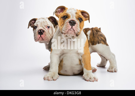 Zwei englische Bulldogge Welpen Stockfoto