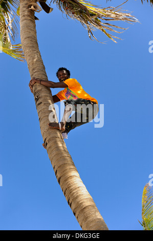 Mann eine Palme Klettern kommt man Kokosnüsse, Bwejuu Strand, Afrika, Ostafrika, Sansibar, Tansania Stockfoto