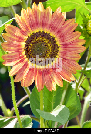 Rote Sonnenblume Shooting im Garten Stockfoto