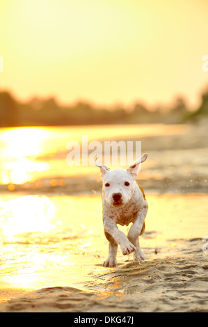 Amerikanischer Staffordshire-Terrier laufen am Flussufer Stockfoto