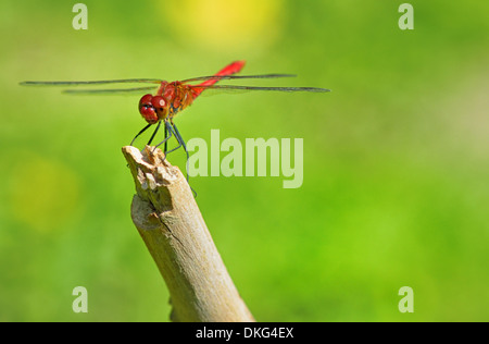 rote Libelle sitzt auf einem Ast auf natürlichen Hintergrund Stockfoto