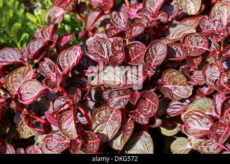 Beefsteak-Pflanze, Huhn Muskelmagen Pflanze, Herbst Bloodleaf, Bloodleaf, Iresine Herbstii 'Brilliantissima', Amaranthaceae. Stockfoto