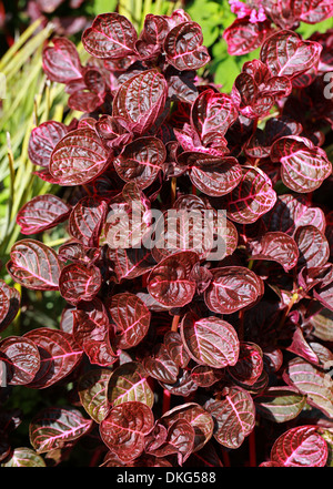 Beefsteak-Pflanze, Huhn Muskelmagen Pflanze, Herbst Bloodleaf, Bloodleaf, Iresine Herbstii 'Brilliantissima', Amaranthaceae. Stockfoto