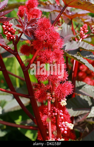Crimson Wunderbaumes, Rizinus, Maulwurf Bean, Higuera Infernal, Ricinus Communis, 'Carmincita', Euphorbiaceae. Stockfoto