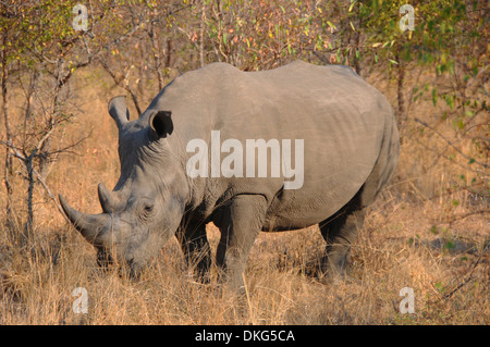 Breitmaulnashorn (Ceratotherium Rhinoceros) Sabi Sand Game Reserve, Südafrika Stockfoto