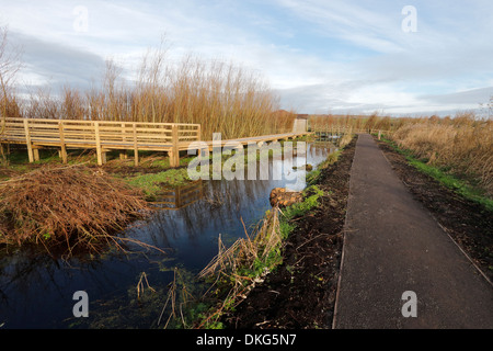 Greylake RSPB Reserve, Somerset, November 2013 Stockfoto