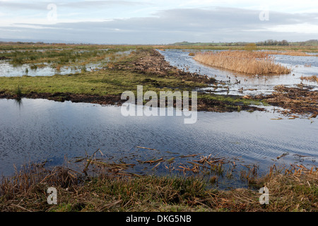 Greylake RSPB Reserve, Somerset, November 2013 Stockfoto