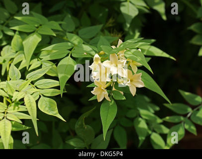 Jasmin oder Jessamine, des Dichters Jasmin Jasminum Officinale "Clotted Cream", Oleaceae. Sy Jasminum Grandiflorum. Stockfoto