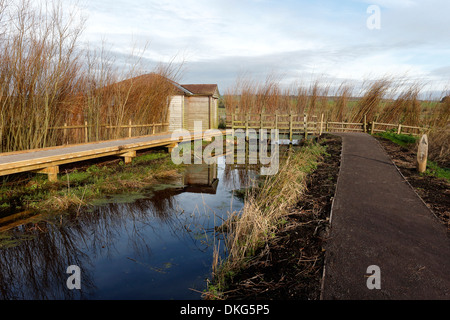 Greylake RSPB Reserve, Somerset, November 2013 Stockfoto