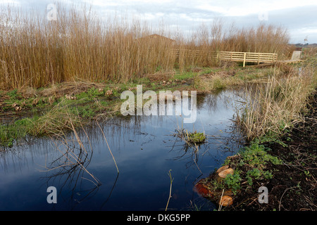 Greylake RSPB Reserve, Somerset, November 2013 Stockfoto