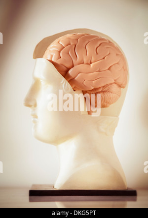 Ein Höhenplan ein anatomisches Modell des menschlichen Gehirns in einer römischen oder griechischen Stil Statue Büste Stockfoto