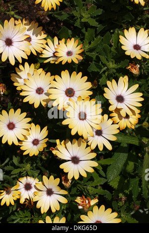 Afrikanische oder Cape Daisy, Osteospermum "Sonnigen Amanda", Asteraceae. Kap-Provinz, Südafrika. Stockfoto