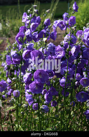 Pfirsich-blättrige Glockenblume Campanula Persicifolia 'Azure Beauty', Campanulaceae. Häufig in die Alpen und andere Gebirge in Europa. Stockfoto