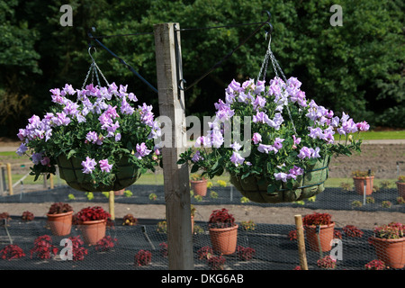 Süße Erbsen, Lathyrus man, Fabaceae. Pflanze-Studien am Royal Horticultural Gardens, Wisley, Woking, Surrey. Stockfoto