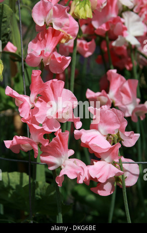 Süße Erbsen, Lathyrus man, Fabaceae. Pflanze-Studien am Royal Horticultural Gardens, Wisley, Woking, Surrey. Stockfoto