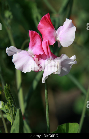 Süße Erbsen, Lathyrus man, Fabaceae. Pflanze-Studien am Royal Horticultural Gardens, Wisley, Woking, Surrey. Stockfoto