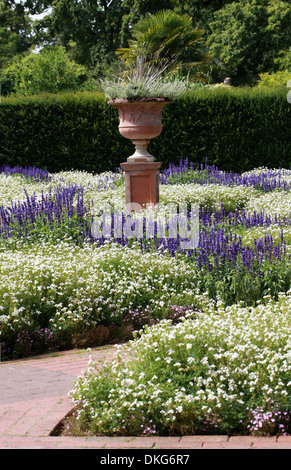 Denkmal für Grace Marchant, Royal Horticultural Gardens Wisley, Woking, Surrey. Mehlige Salbei, Mealycup Salbei, Nemesia Grenze. Stockfoto